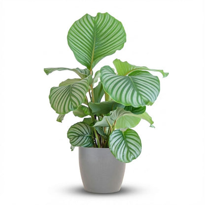 Kamerplant - Calathea Orbifolia met sierpot grijs - Pot Ø 21cm Hoogte ↕ 65cm