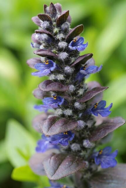 Buitenplant 60x Ajuga reptans 'Catlin's Giant' - Pot Ø 9cm Hoogte ↕ 10-25cm