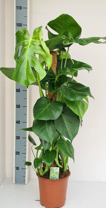 Kamerplant - Monstera Mosstok - Pot Ø 19cm Hoogte ↕ 80cm