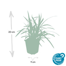 Buitenplant 48x Carex morrowii 'Irish Green' - Pot Ø 9cm Hoogte ↕ 10-25cm