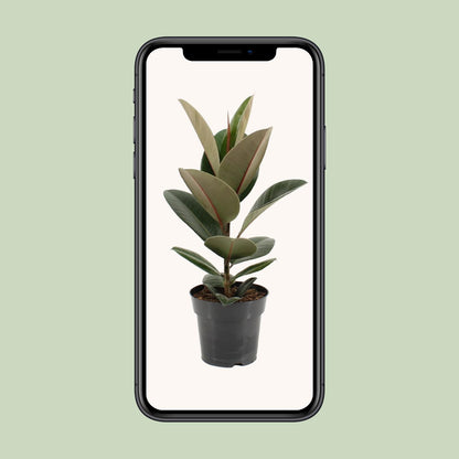Kamerplant - Ficus Elastica Robusta - Hoogte ↕ 35-95cm