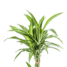 Kamerplant - Dracaena Deremensis White Stripe - Luchtzuiverend - Pot Ø 21cm Hoogte ↕ 90-110cm
