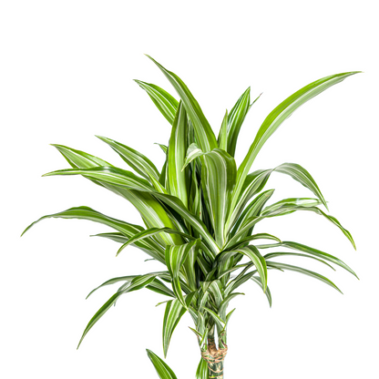 Kamerplant - Dracaena Deremensis White Stripe - Luchtzuiverend - Pot Ø 21cm Hoogte ↕ 90-110cm