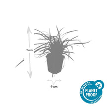 Buitenplant 12x Carex morrowii 'Aureovariegata' - Pot Ø 9cm Hoogte ↕ 10-25cm
