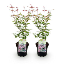 Buitenplant 2x Acer palmatum 'Phoenix' - Bladverliezend - Pot Ø 19cm Hoogte ↕ 70cm