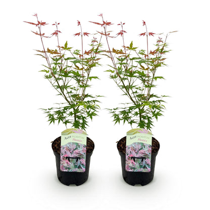 Buitenplant 2x Acer palmatum 'Phoenix' - Bladverliezend - Pot Ø 19cm Hoogte ↕ 70cm