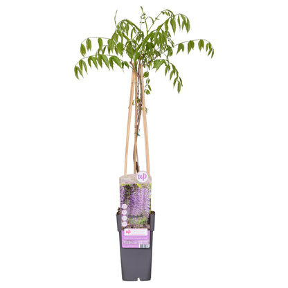 Buitenplant - Wisteria floribunda 'Naga Noda' - Bloeiend - Pot Ø 15cm Hoogte ↕ 65cm
