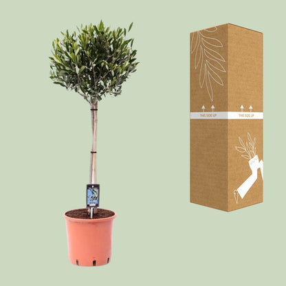 Buitenplant Olijfboom Olea - Mediterraan, Decoratief - Pot Ø 22cm Hoogte ↕ 100cm