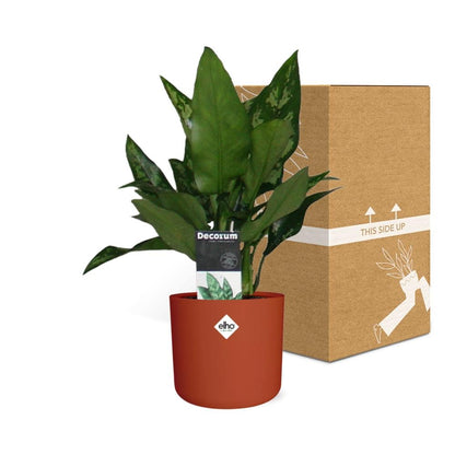 Kamerplant - Aglaonema Maria - Pot Ø 14cm
