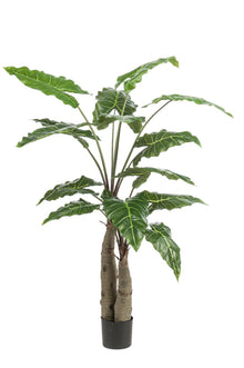 XL Kunstplant - Alocasia Olifantsoor - Hoogte ↕ 150cm