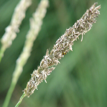 12x Sesleria autumnalis - ↕10-25cm - Ø9cm