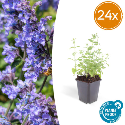 Buitenplant 24x Nepeta 'Six Hills Giant' - Bloeiend - Pot Ø 9cm Hoogte ↕ 10-25cm