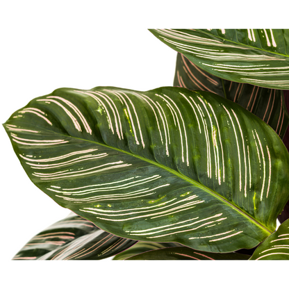 Kamerplant - Calathea Ornata Sanderiana - Pot Ø 27cm Hoogte ↕ 60-80cm