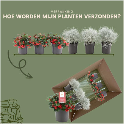 Buitenplant - Winterwonderland Mix - 3x Gaultheria + 3x Calocephalus - Pot Ø 10cm Hoogte ↕ 15cm