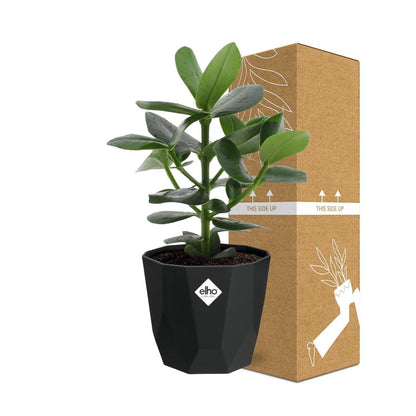 Kamerplant - Clusia Princess - Pot Ø 14cm