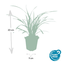 Buitenplant 24x Carex morrowii 'Ice Dance' - Groenblijvend - Pot Ø 9cm Hoogte ↕ 10-25cm