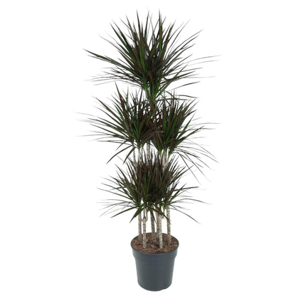 XL Kamerplant - Dracaena Magenta Carrousel - Luchtzuiverend - Pot Ø 31cm Hoogte ↕ 150cm