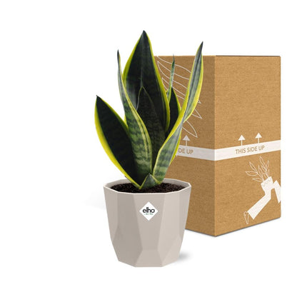 Kamerplant - Sansevieria Futura Superba - Pot Ø 14cm