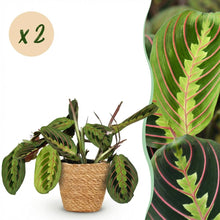 Kamerplant 2x Maranta Fascinator Tricolour - Gebedsplant - Pot Ø 12cm Hoogte ↕ 25cm