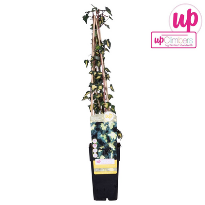 Buitenplant - Hedera helix 'Goldheart' - Pot Ø 15cm Hoogte ↕ 65cm