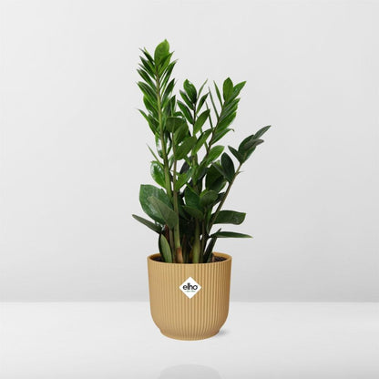 Kamerplant - Zamioculcas - Pot Ø 14cm Hoogte ↕ 45-50cm