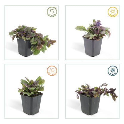 Buitenplant 60x Ajuga reptans 'Burgundy Glow' - Bloeiend - Pot Ø 9cm Hoogte ↕ 10-25cm