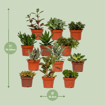 Kamerplant - Succulenten Mix - Pot Ø 10,5cm Hoogte ↕ 12cm