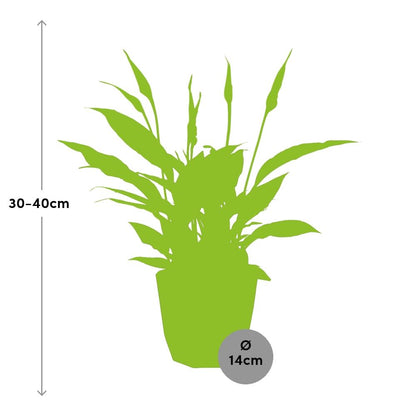 Kamerplant - Spathiphyllum Torelli - Inclusief sierpot - Pot Ø 12cm