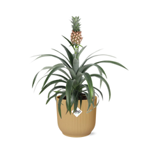 Kamerplant - Ananas Mi Amigo - Pot Ø 14cm
