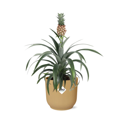 Kamerplant - Ananas Mi Amigo - Pot Ø 14cm