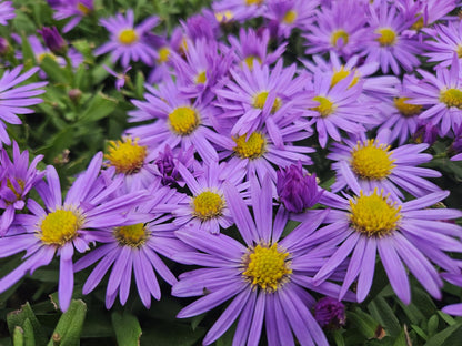 Buitenplant 48x Aster (D) 'Prof. Anton Kippenberg' - Bloeiend - Pot Ø 9cm Hoogte ↕ 10-25cm