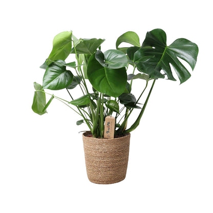 Kamerplant - Monstera Deliciosa in Mand - Pot Ø 21cm Hoogte ↕ 60cm
