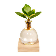 Kamerplant - Clusia in Glas met LED Verlichting - Pot Ø 4cm Hoogte ↕ 10cm