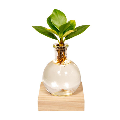 Kamerplant - Clusia in Glas met LED Verlichting - Pot Ø 4cm Hoogte ↕ 10cm