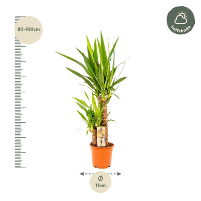Kamerplant - Yucca - Pot Ø 17cm Hoogte ↕ 90cm