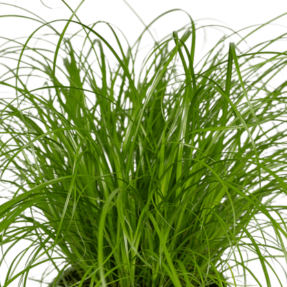 Kamerplant 2x Cyperus Alternifolius - Pot Ø 12cm Hoogte ↕ 20cm