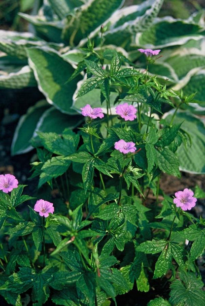Buitenplant 48x Geranium nodosum - Bloeiend - Pot Ø 9cm Hoogte ↕ 10-25cm