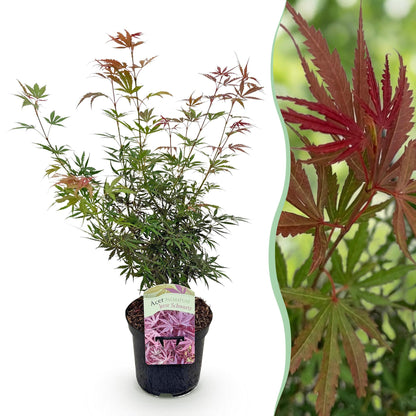 Buitenplant - Acer palmatum 'Jerre Swarts' - Donker Rood - Bladverliezend - Pot Ø 19cm Hoogte ↕ 70cm