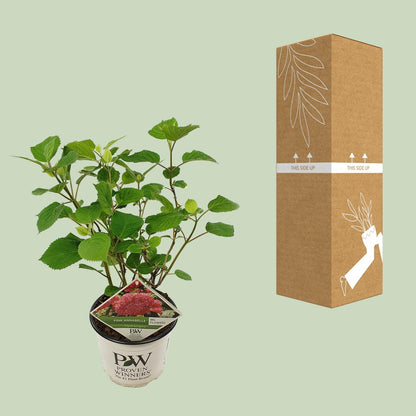 Buitenplant - Hydrangea arborescens 'Pink Annabelle' - Bloeiend - Pot Ø 19cm Hoogte ↕ 30cm