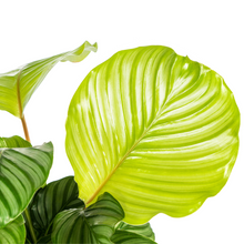 Kamerplant - Calathea Orbifolia - Pot Ø 17cm Hoogte ↕ 40-50cm