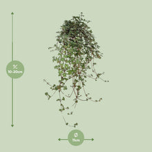 Kamerplant - Pilea Glaucophylla - Pot Ø 11cm Hoogte ↕ 20cm