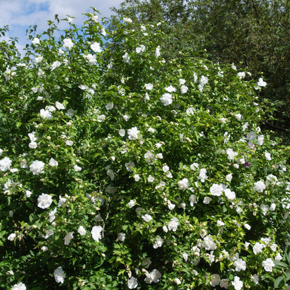 Buitenplant - Hibiscus syriacus 'White Chiffon®' op stam - Bloeiend - Pot Ø 19cm Hoogte ↕ 90cm