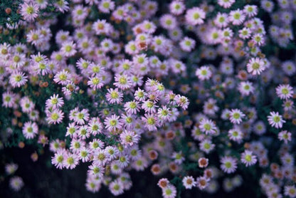 Buitenplant 12x Aster ageratoides 'Stardust' - Bloeiend - Pot Ø 9cm Hoogte ↕ 10-25cm