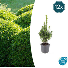 Buitenplant 12x Buxus Sempervirens - Pot Ø 9cm Hoogte ↕ 10-25cm
