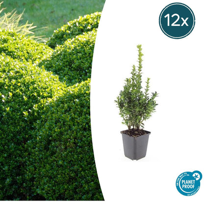 Buitenplant 12x Buxus Sempervirens - Pot Ø 9cm Hoogte ↕ 10-25cm