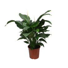 Kamerplant - Spathiphyllum Sweet Silvana - Pot Ø 24cm Hoogte ↕ 80cm
