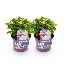 Buitenplant 2x Hydrangea Forever & Ever Roze - Bloeiend - Pot Ø 23cm Hoogte ↕ 55cm