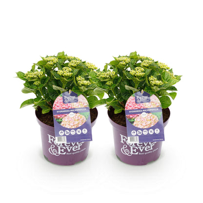 Buitenplant 2x Hydrangea Forever & Ever Roze - Bloeiend - Pot Ø 23cm Hoogte ↕ 55cm