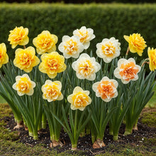 Bloembollen 10x Narcis Double mix - Geel & Wit - Bolmaat 12/14