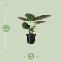 Kamerplant - Alocasia Wentii - Olifantsoor - Pot Ø 19cm Hoogte ↕ 70cm